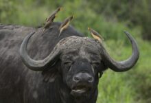 New York Giants vs Buffalo Bills Match Player Stats