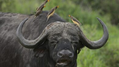 New York Giants vs Buffalo Bills Match Player Stats