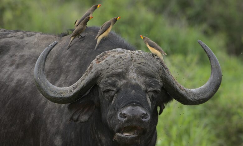 New York Giants vs Buffalo Bills Match Player Stats